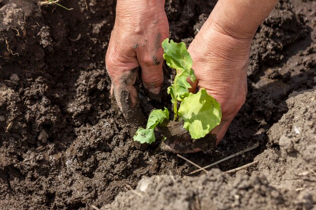 Primer plano jardinería plantas ecológicas