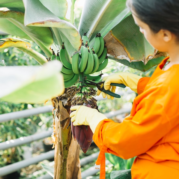 Primer plano de un jardinero cortando racimos de plátanos con tijeras de podar