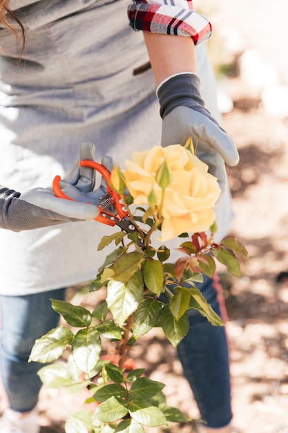 Foto gratuita primer plano de un jardinero femenino que recorta la flor rosa amarilla con tijeras