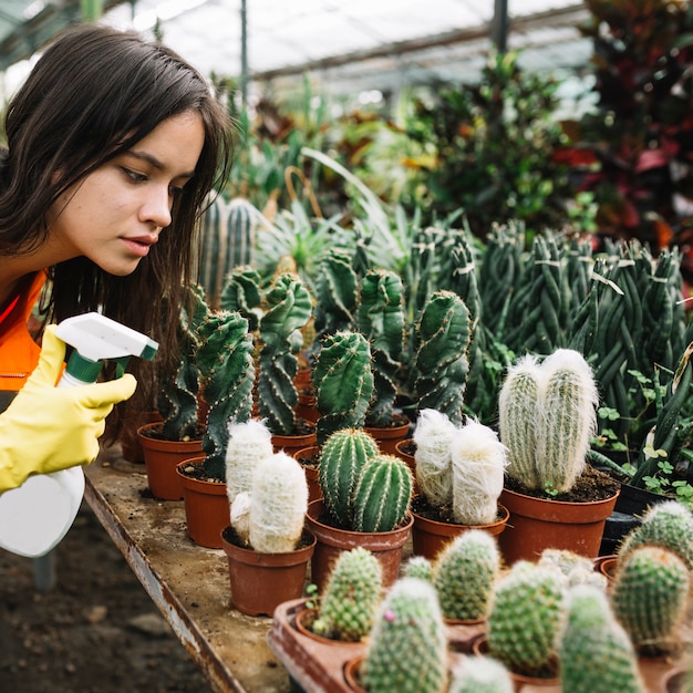 Primer plano de un jardinero femenino rociando agua en plantas suculentas