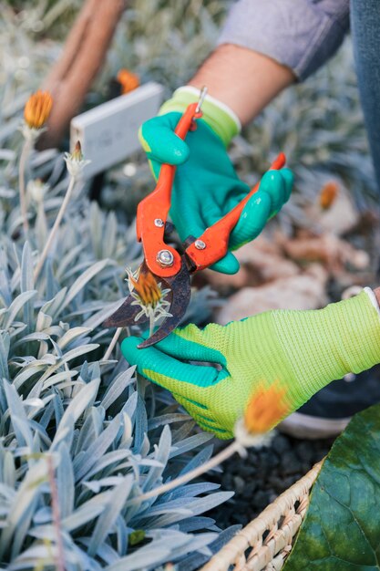 Primer plano de un jardinero hombre cortando la flor con tijeras de podar