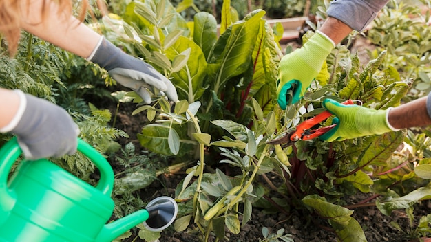 Primer plano del jardinero masculino y femenino que recorta y riega la planta en el jardín