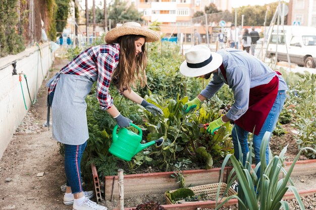 Primer plano del jardinero masculino y femenino que recorta y riega la planta en el jardín