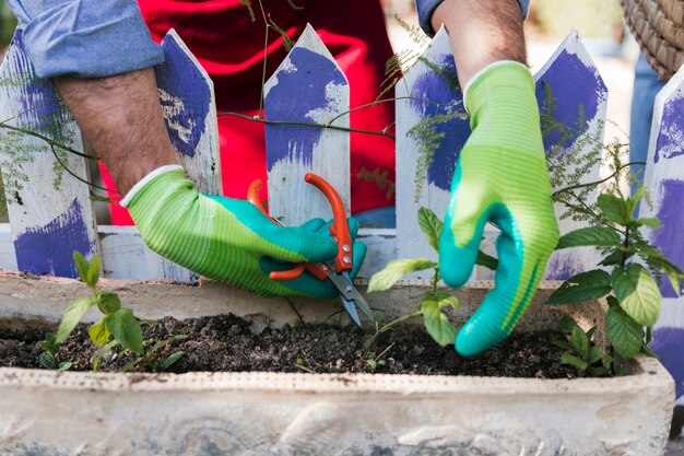 Foto gratuita primer plano de jardinero masculino podando la plántula con tijeras de podar