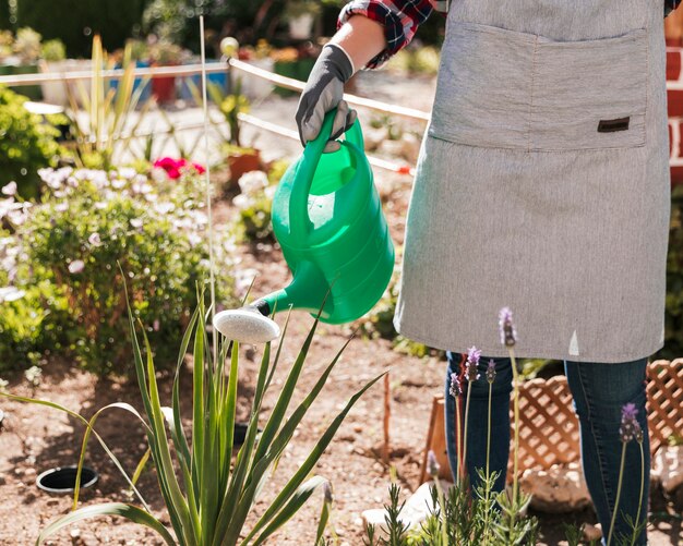 Primer plano de un jardinero mujer regando la planta en el jardín