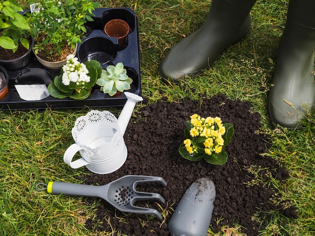 Primer plano de jardinero de pie cerca de la planta suculenta