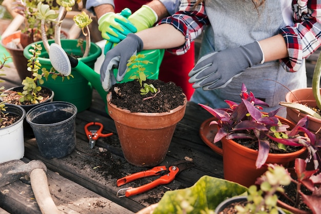 Primer plano de jardinero con planta en maceta y herramienta de jardinería en mesa de madera