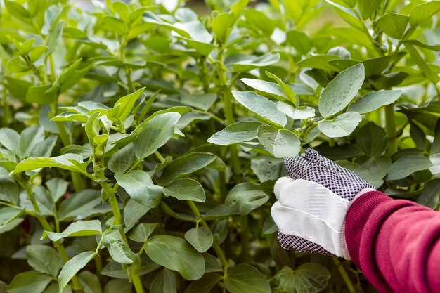 Primer plano jardinero con plantas