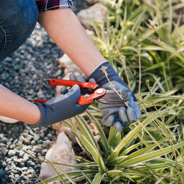 Primer plano de un jardinero de sexo femenino que poda las plantas en el jardín