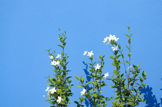 Primer plano de jazmines que crecen contra una pared azul bajo la luz del sol