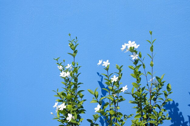 Primer plano de jazmines que crecen contra una pared azul bajo la luz del sol