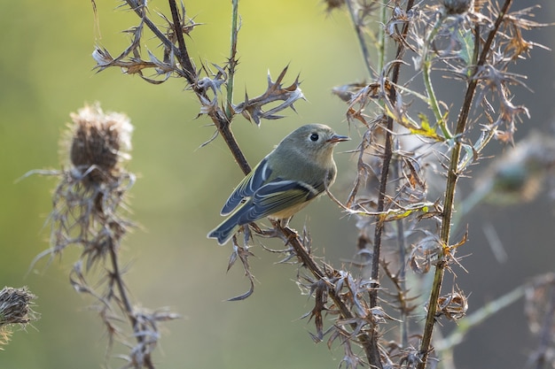 Primer plano de jilguero americano encaramado en un árbol