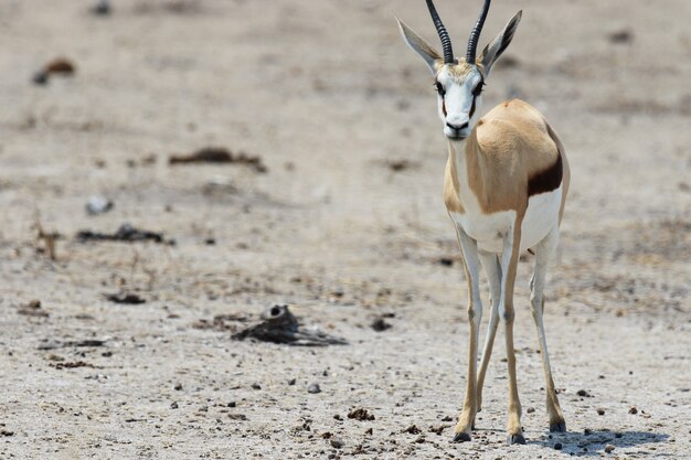 Primer plano de un joven gemsbok mirando directamente