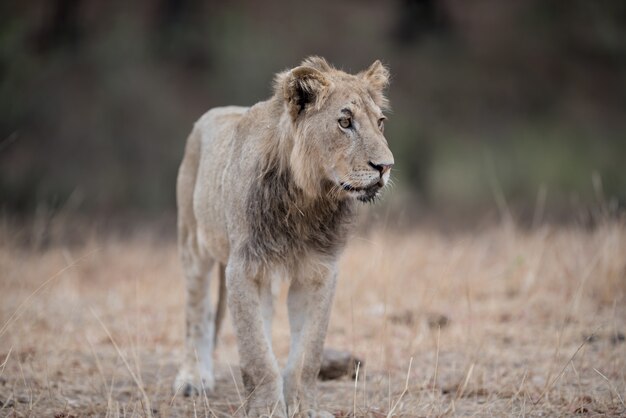 Primer plano de un joven león macho caminando en el campo de Bush