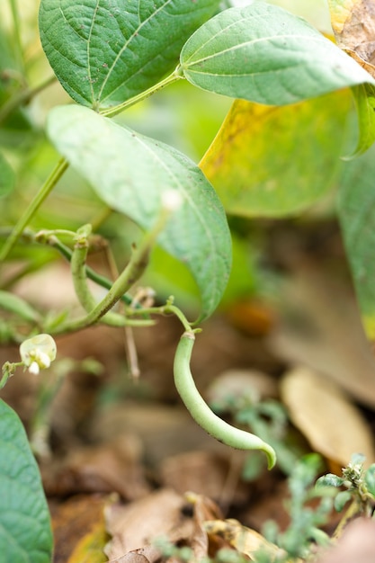 Primer plano de judías verdes cultivadas en el jardín