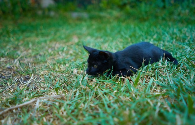 Primer plano de un juguetón gato negro sobre un césped verde en un jardín.