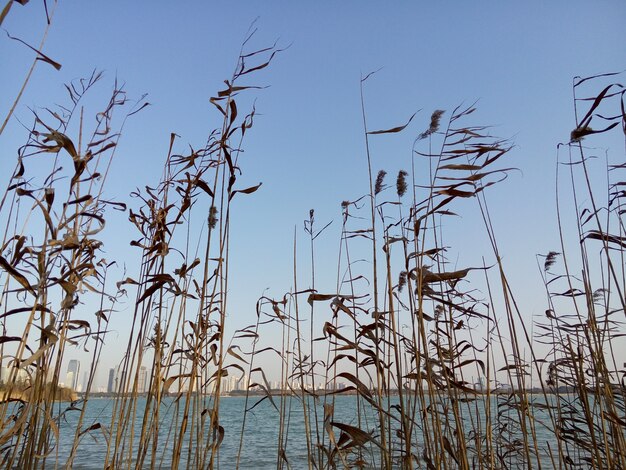 Primer plano de juncos al atardecer