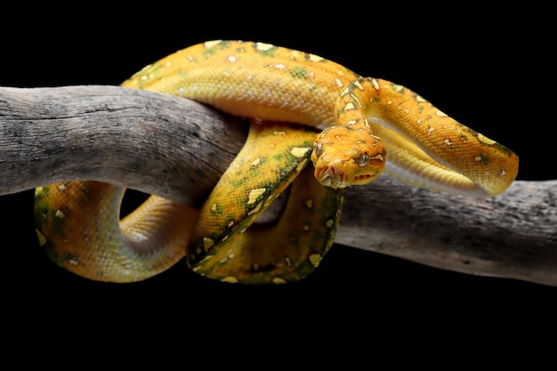 Primer plano juvenil de pitón de árbol verde en rama con fondo negro Pitón de árbol verde Morelia viridis