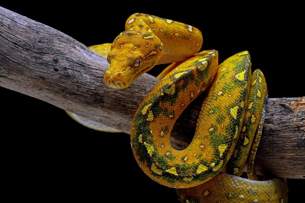 Primer plano juvenil de pitón de árbol verde en rama con fondo negro Pitón de árbol verde Morelia viridis