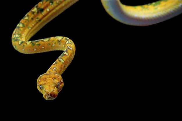 Primer plano juvenil de pitón de árbol verde en rama con fondo negro Pitón de árbol verde Morelia viridis