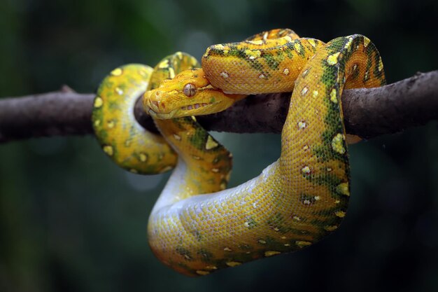 Primer plano juvenil de pitón de árbol verde en rama con fondo negro Pitón de árbol verde Morelia viridis