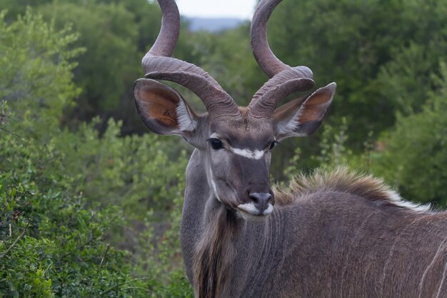 Primer plano de un kudu bajo la luz del sol