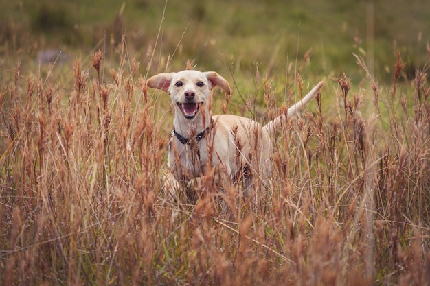 Primer plano de un labrador hifon un campo de hierba marrón