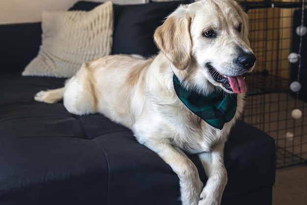 Primer plano de labrador de perro blanco en el sofá en el interior de la casa