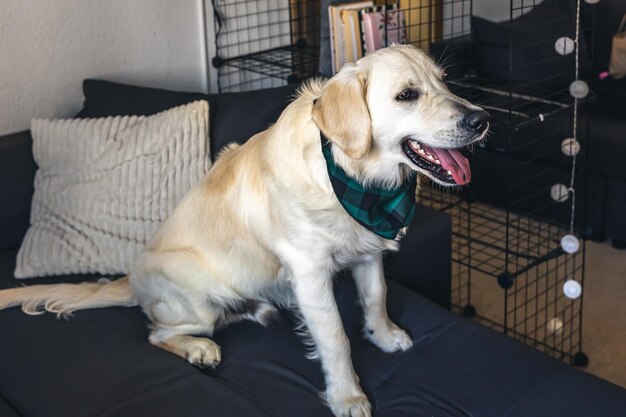 Primer plano de labrador de perro blanco en el sofá en el interior de la casa