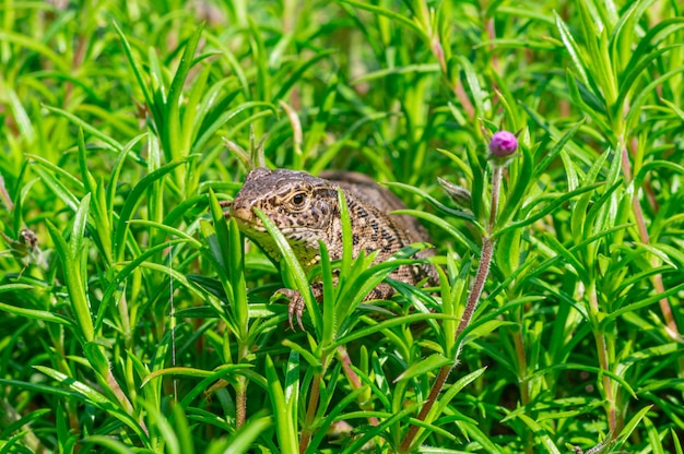 Primer plano de un lagarto de arena (Lacerta agilis) arrastrándose sobre la hierba