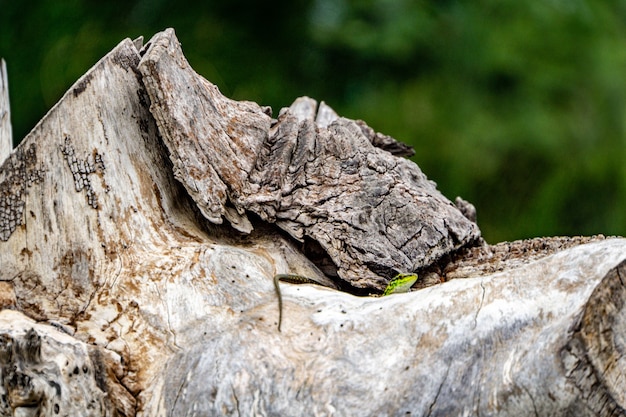 Primer plano de un lagarto verde sobre una piedra