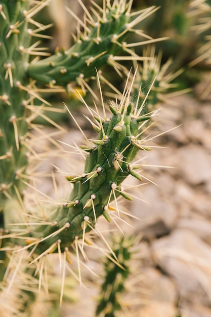 Primer plano de largas espinas en planta suculenta