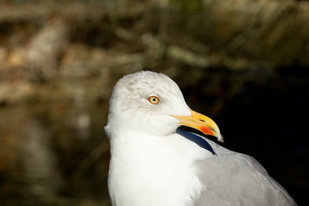 Primer plano de un Larus fuscus o menor gaviota de lomo negro al aire libre durante el día