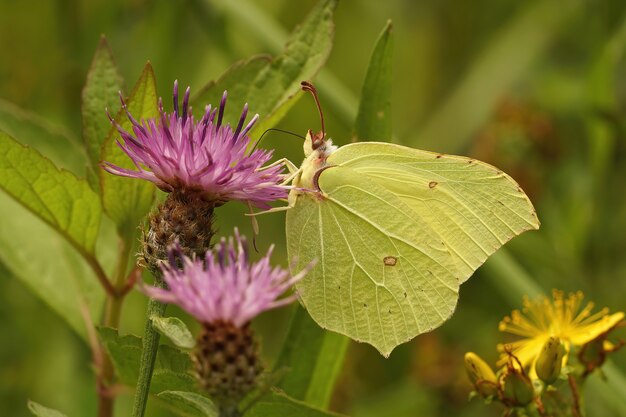 Primer plano lateral de una mariposa Brimstone, Gonepteryx rhamni en p