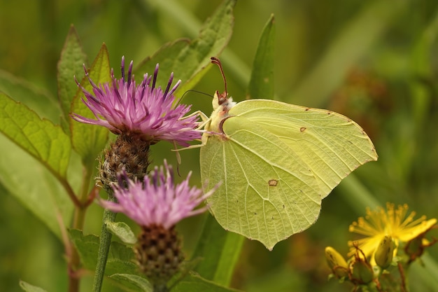 Primer plano lateral de una mariposa Brimstone, Gonepteryx rhamni en p