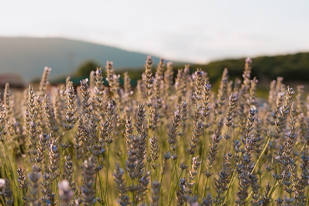 Primer plano de lavanda en un día soleado