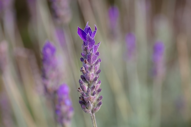 Primer plano de lavanda en un jardín bajo la luz del sol