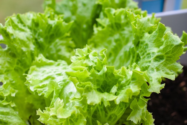 Primer plano de una lechuga verde en la olla