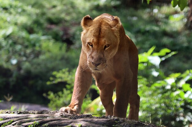 Primer plano de león africano hembra