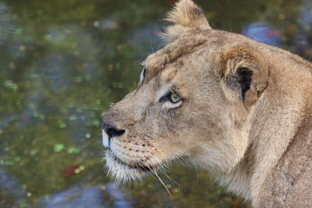 Primer plano de león africano hembra