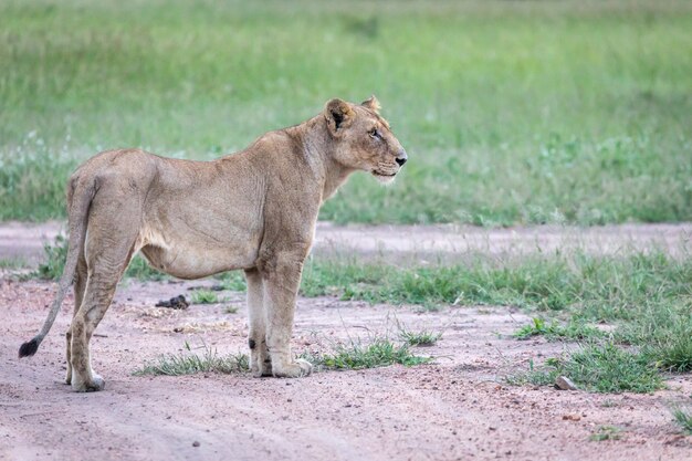 Primer plano de un león hembra de pie en la carretera cerca del valle verde