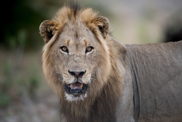 Primer plano de un león macho con un fondo borroso
