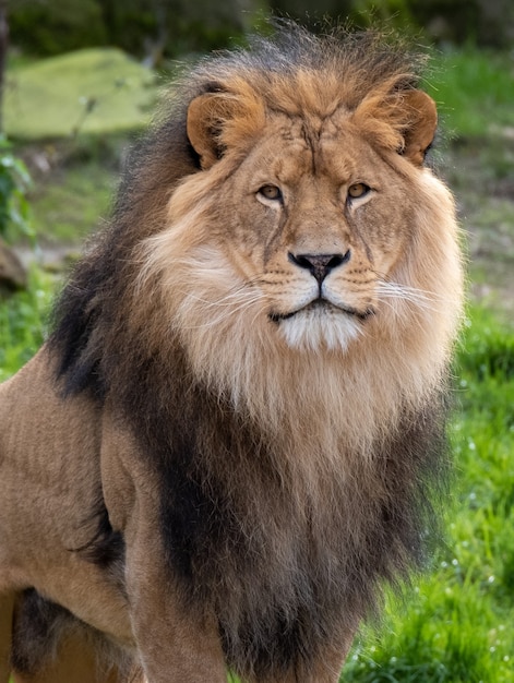 Foto gratuita primer plano de un león macho en la selva durante el día