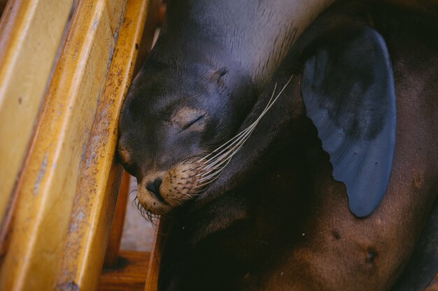 Primer plano de un león marino acostado en un banco con los ojos cerrados