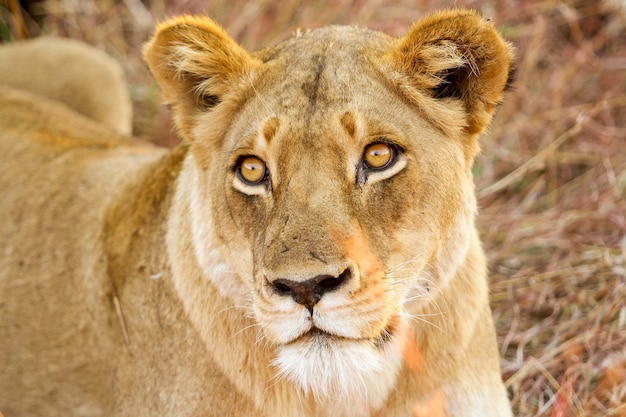 Primer plano de un león en Safari