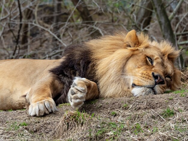 Primer plano de un león tendido en el césped con bosques en el fondo