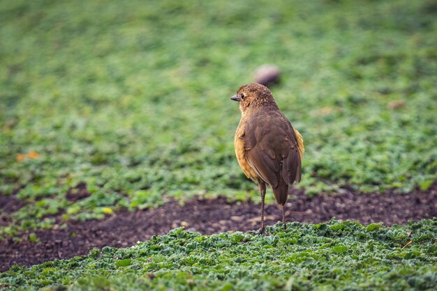 Primer plano de un leonado antpitta encaramado en el suelo cubierto de vegetación con un fondo borroso