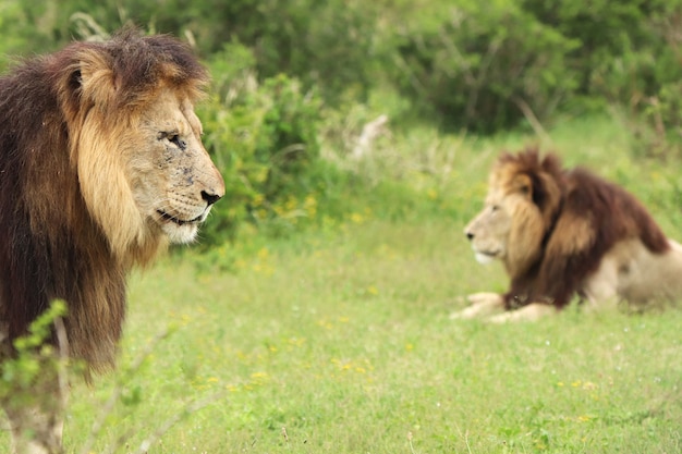 Primer plano de leones en un campo cubierto de vegetación bajo la luz del sol