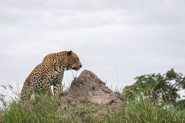 Primer plano de un leopardo africano sentado en la roca con el cielo gris