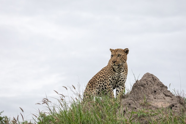 Primer plano de un leopardo africano sentado sobre la roca con el cielo gris